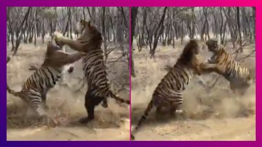 Two Tigers Fighting Video Goes Viral: গহীণ অরণ্যে চলছে বাঘের লড়াই, ভাইরাল ভিডিও